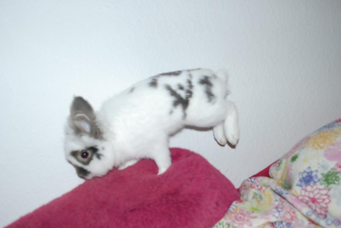 Kanin Mr. Happy billede 13