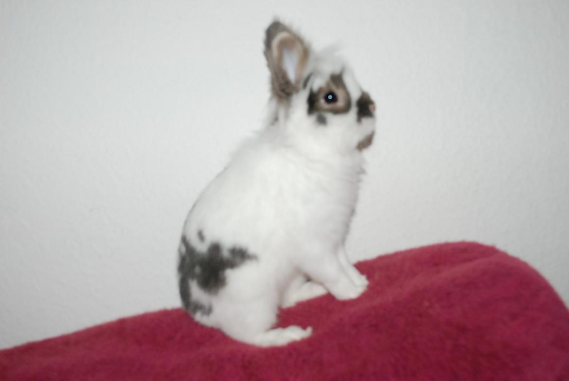 Kanin Mr. Happy billede 14