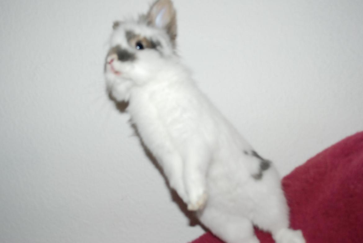 Kanin Mr. Happy billede 15