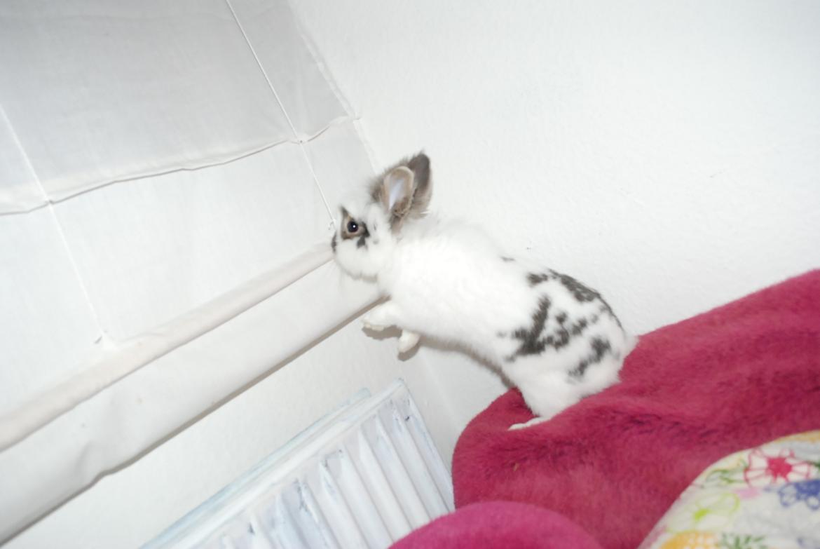 Kanin Mr. Happy billede 16