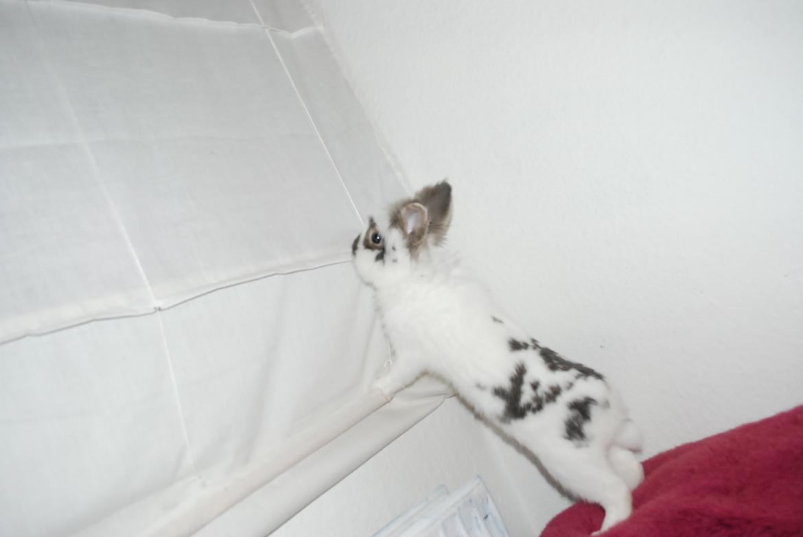 Kanin Mr. Happy billede 17