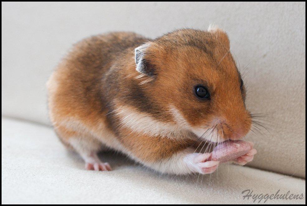 Hamster Pascal † 2012 † billede 12