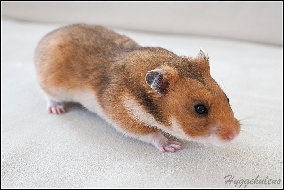 Hamster Pascal † 2012 † billede 13