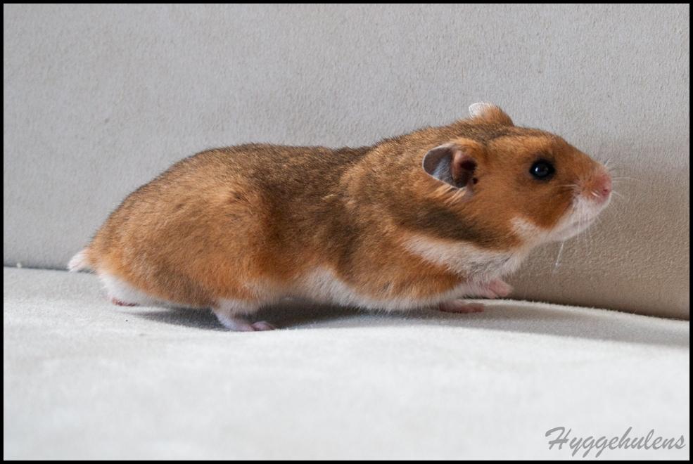 Hamster Pascal † 2012 † billede 14