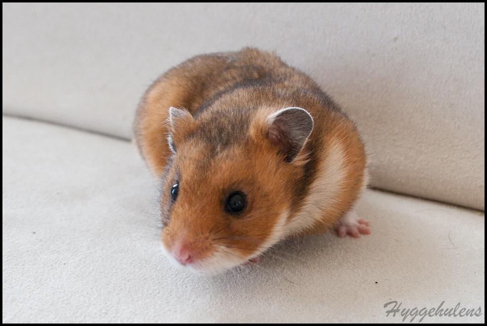Hamster Pascal † 2012 † billede 15