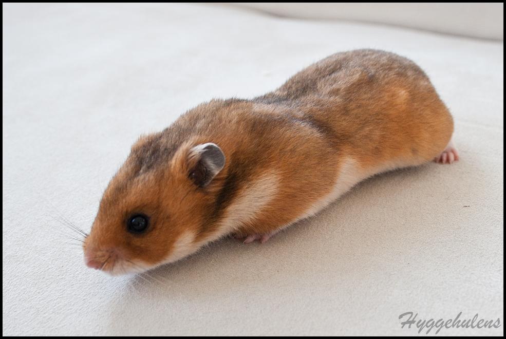 Hamster Pascal † 2012 † billede 16