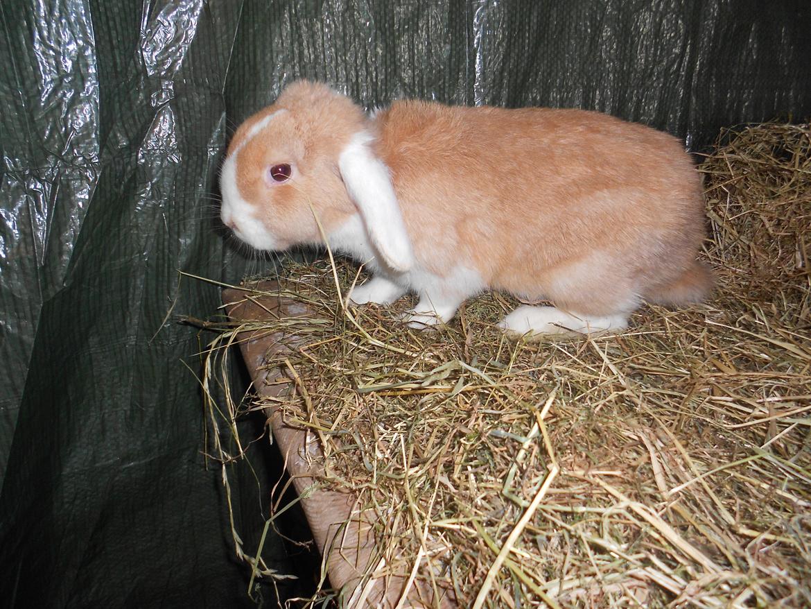 Kanin ida  von der Siegesburg billede 1