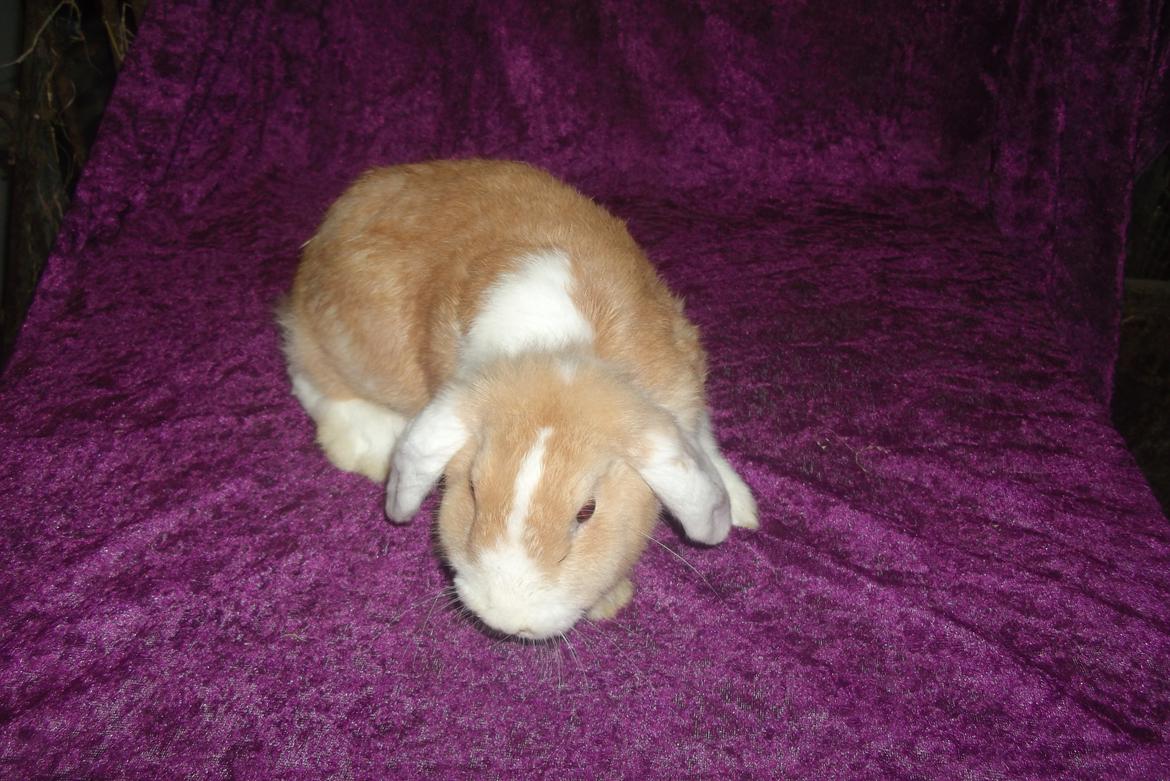 Kanin ida  von der Siegesburg billede 2