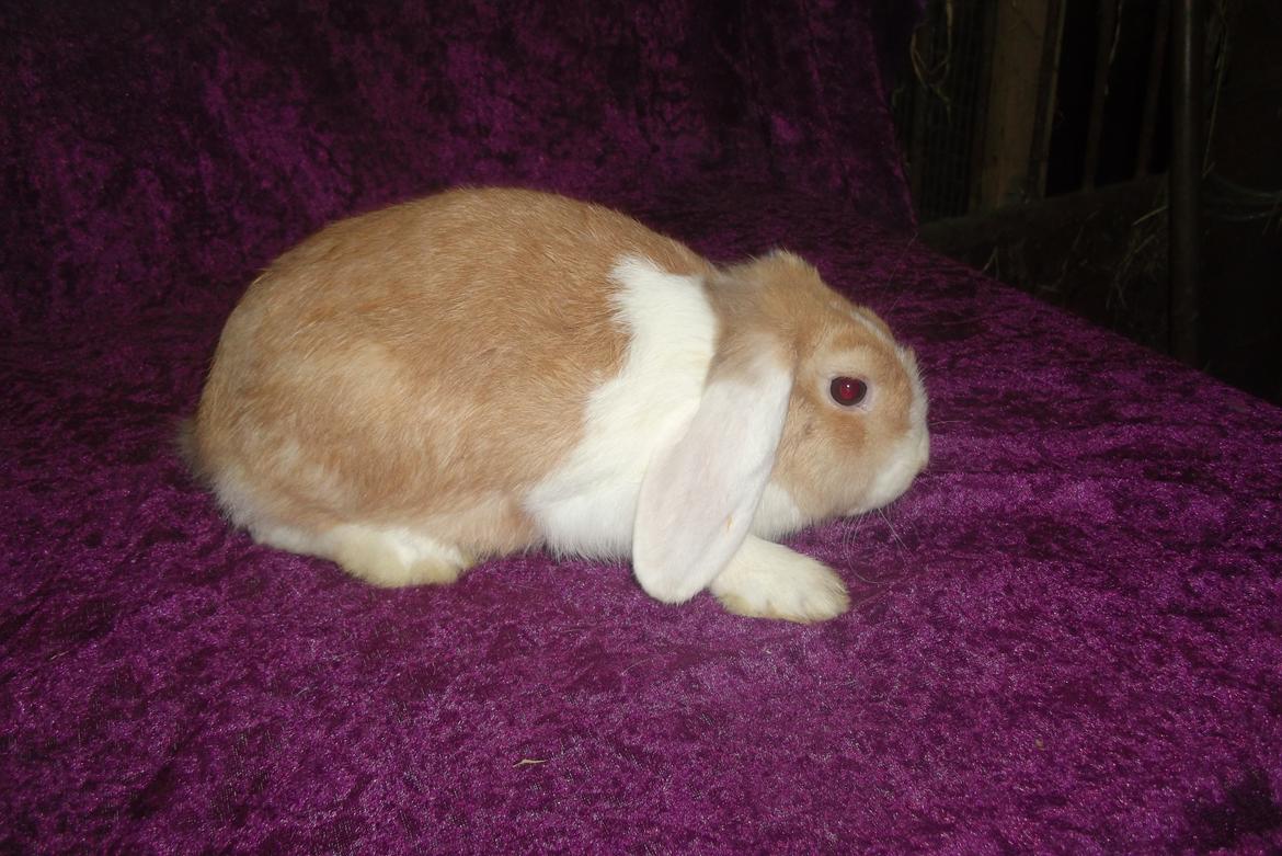 Kanin ida  von der Siegesburg billede 3