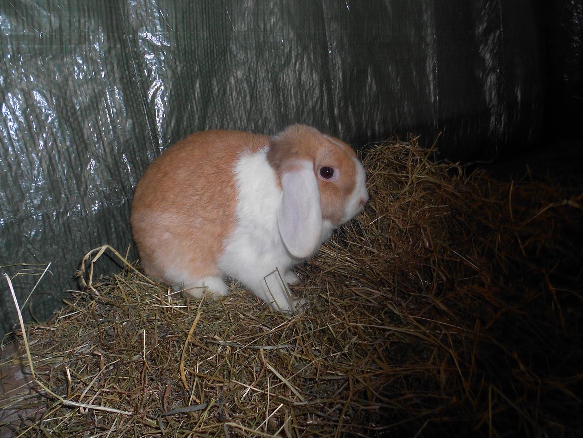 Kanin ida  von der Siegesburg billede 4