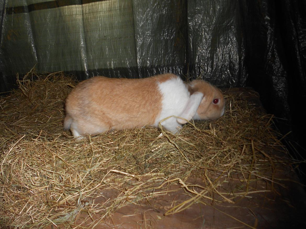 Kanin ida  von der Siegesburg billede 5