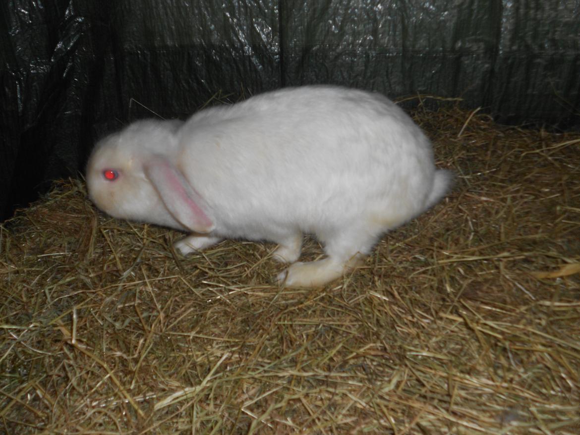 Kanin sne blomst billede 1