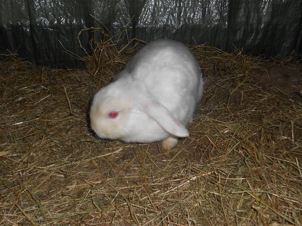 Kanin sne blomst billede 2