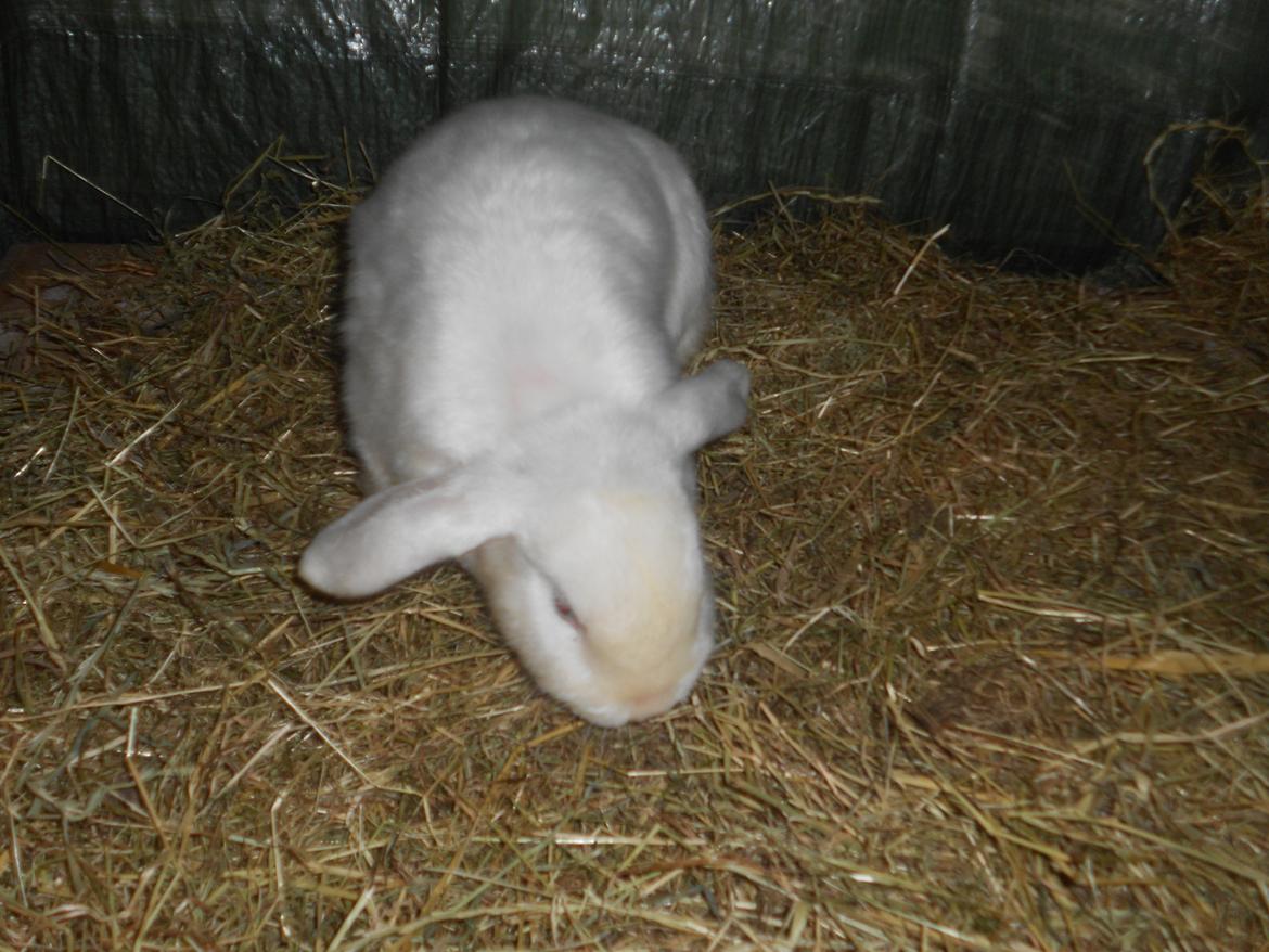 Kanin sne blomst billede 3