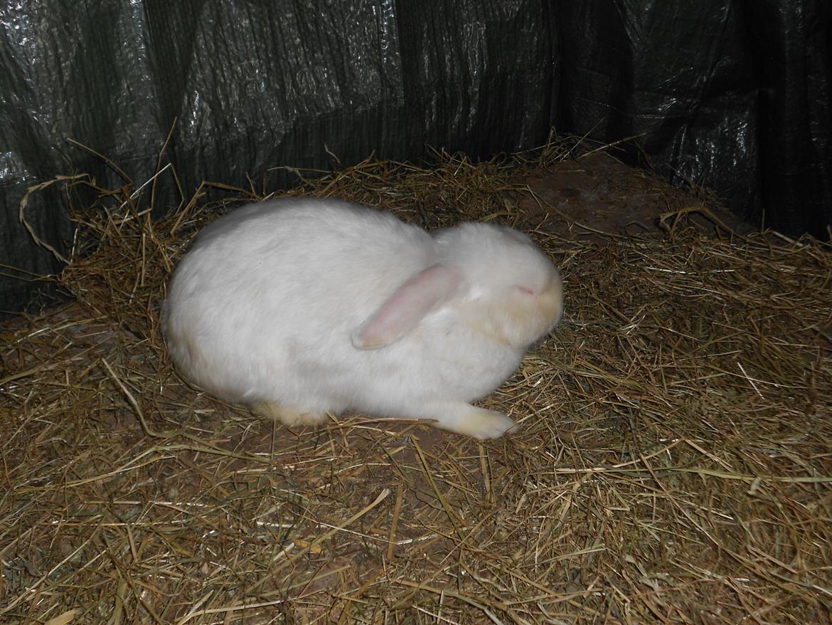 Kanin sne blomst billede 4