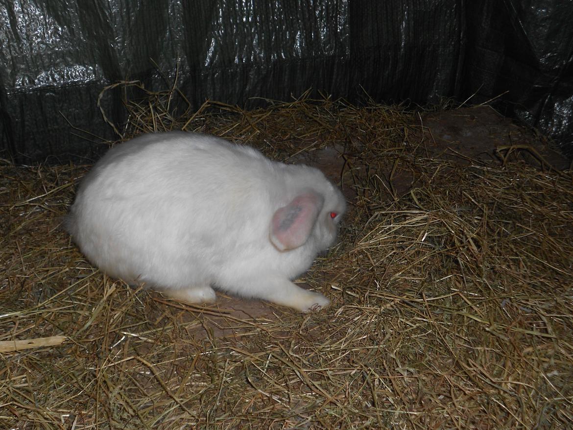 Kanin sne blomst billede 5