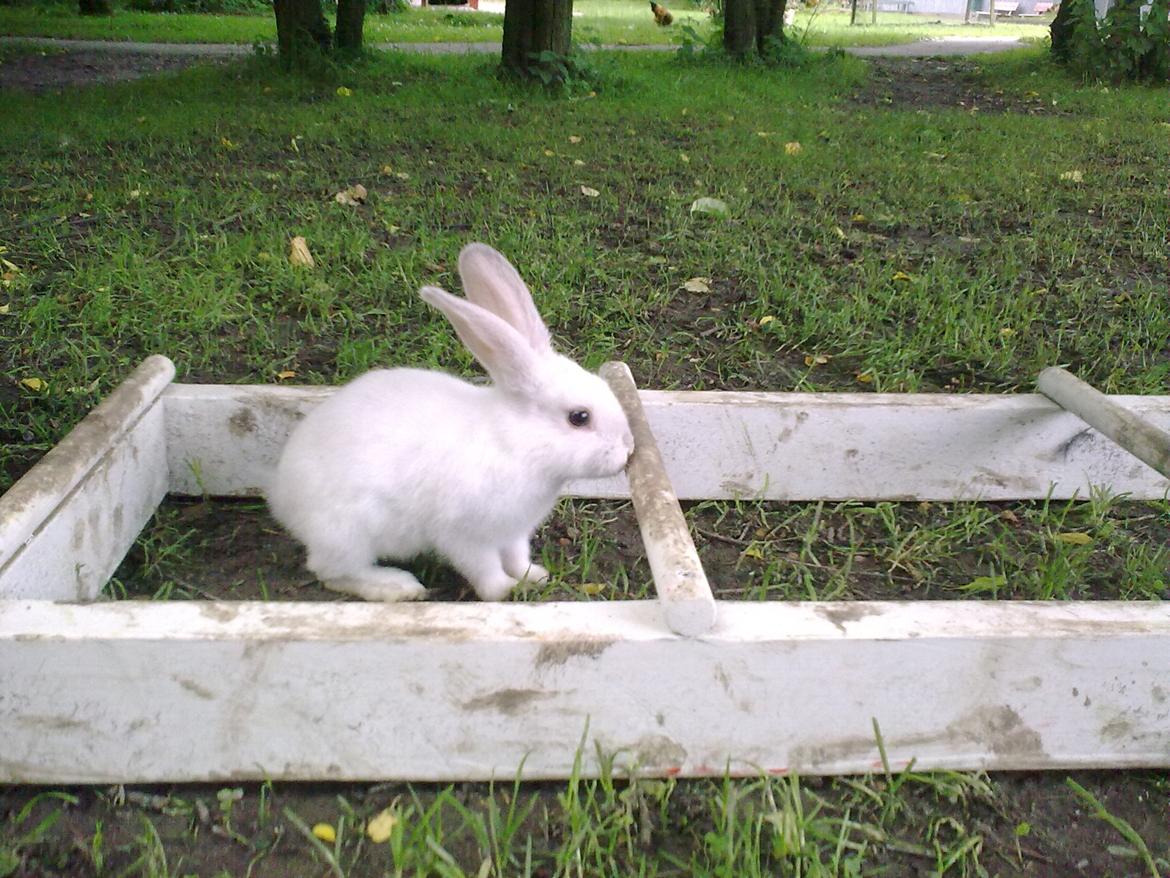 Kanin Sne - baby sne skal lige se hvad det er :3

foto:camilla billede 19