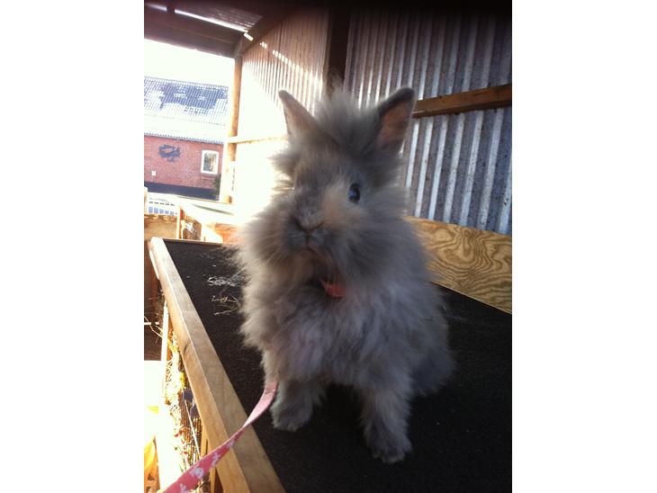 {{currentPhoto.altText}} billede {{currentPhoto.number}}