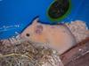 Hamster Buster [ Himmelgnaver]
