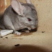 Chinchilla Cille
