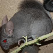 Chinchilla Cille