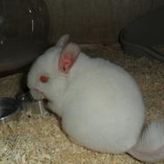 Chinchilla Novas Albert