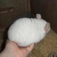 Chinchilla Novas Albert