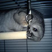 Chinchilla Rex