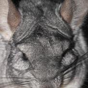 Chinchilla Bubbi