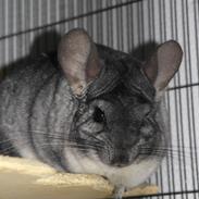 Chinchilla Bubbi