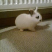 Kanin Pet;)<3  (KANINUNGE)