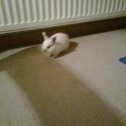 Kanin Pet;)<3  (KANINUNGE)