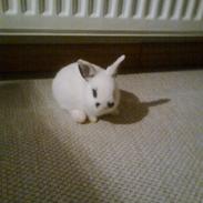 Kanin Pet;)<3  (KANINUNGE)