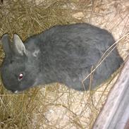 Kanin Harald Blåtand