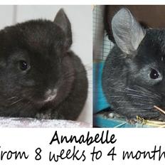 Chinchilla Annabelle