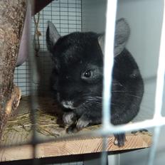 Chinchilla Annabelle