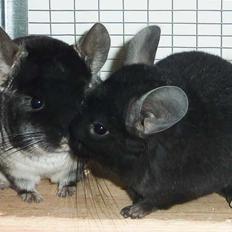 Chinchilla Annabelle