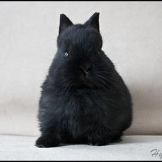 Kanin Hyggehulen's Leela † 2012 †