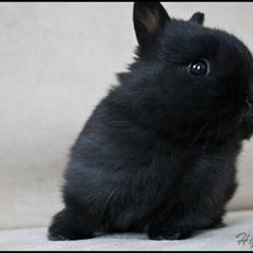 Kanin Hyggehulen's Leela † 2012 †