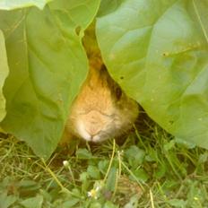 Kanin Aske R.I.P :'( <3