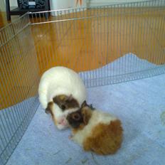 Marsvin Søndergaards Müsli (Lillen)