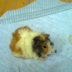 Marsvin Søndergaards Müsli (Lillen)