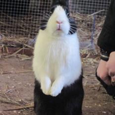 Kanin Mimrelunds Narbona Primero