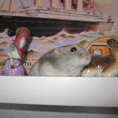 Dværghamster ¨˜°º•¤ Stald Kiwis Egon ¤•º°˜¨ 