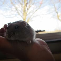 Dværghamster ¨˜°º•¤ Stald Kiwis Egon ¤•º°˜¨ 