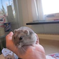 Dværghamster ¨˜°º•¤ Stald Kiwis Egon ¤•º°˜¨ 