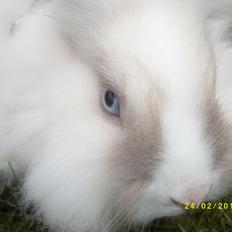 Kanin Magic Misty |Løvehoved| *R.I.P.*