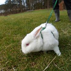 Kanin Gnaske (Nalleboy) <3