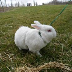 Kanin Gnaske (Nalleboy) <3