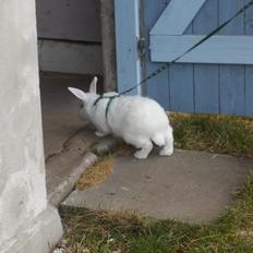 Kanin Gnaske (Nalleboy) <3